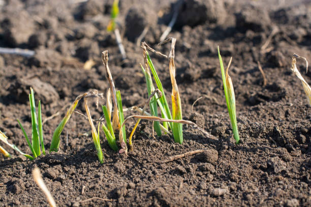 giovani piante d'orzo che soffrono di mancanza di umidità in primavera. - oat farm grass barley foto e immagini stock