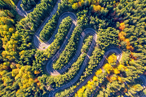 Aerial view of a winding mountain road passing through a fir trees forest. Autumn colors