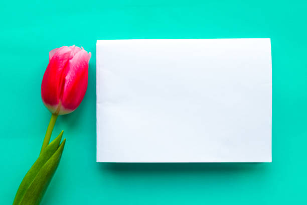istock Red tulip and white mockup blank on bright green background 1208862370