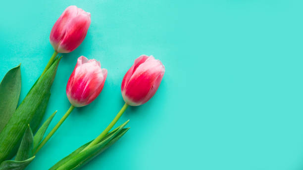 istock Three red tulips on bright green background. Copy space for the text. Easter or Mother's Day greeting card 1208862498