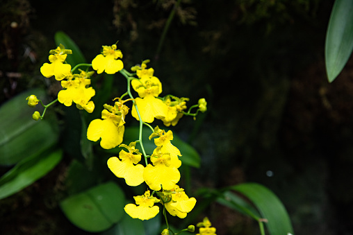 Branch of  golden button orchids - Oncidium cheirophorum - blooming in the botanical garden against dark background with copy space.