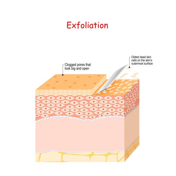 illustrazioni stock, clip art, cartoni animati e icone di tendenza di esfoliazione. peeling o lavaggio fisico. cura della pelle - peeling
