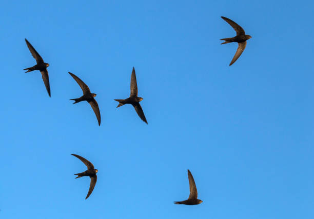 Common Swift (Apus apus). A flock of  flying black swifts. swift bird stock pictures, royalty-free photos & images