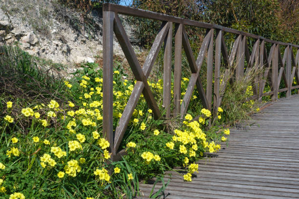 alte holzbrücke und gelbe oxalis pes-caprae blumen an einem hellen sonnigen tag am meer. - invasive specie stock-fotos und bilder