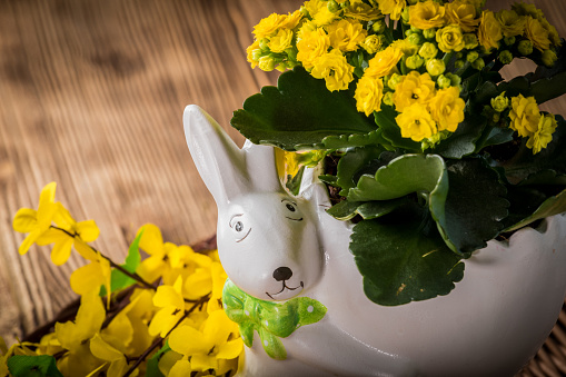 Flowers in a pot in the shape of Easter bunny. Filtered style.