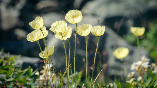 die sonne scheint aus nächster nähe durch die gelben berg-wildmohnen. alpenblumen. - wildflower spring close up daisy stock-fotos und bilder