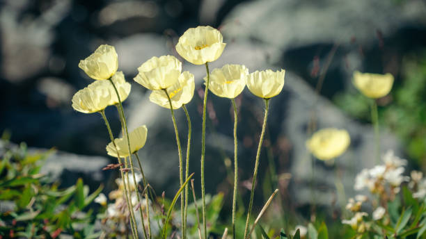 太陽は黄色い山の野生のポピーのクローズアップを通して輝きます。アルプスの花。 - wildflower spring close up daisy ストックフォトと画像