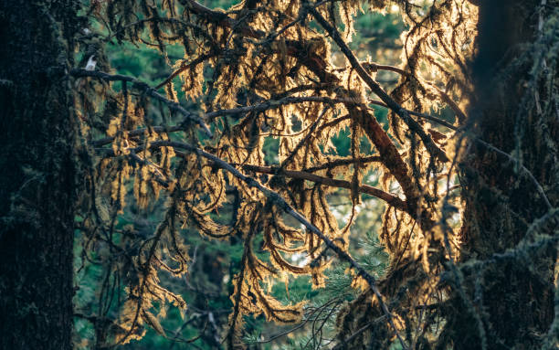 istock The sun shines through the moss-covered branches in a dense forest. Sunset in the taiga. Altai National Nature Reserve. 1208867111