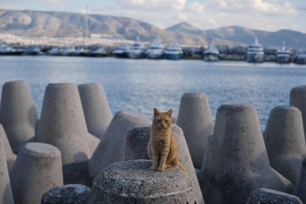 Cat is sitting on concrete breakwater in Athen's bay, Greece.