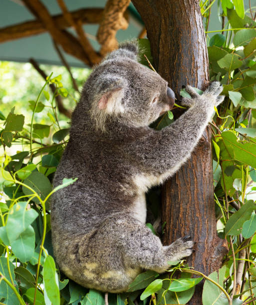 istock A cute koala relaxing on eucalyptus tree with green leafs at the Australian zoo 1208868811