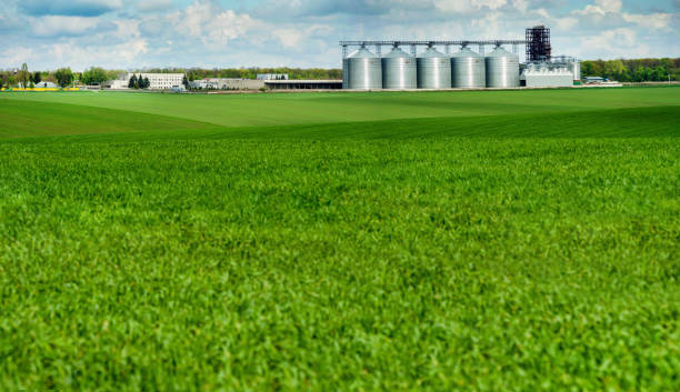 istock Grain elevator in a green spring field. Agricultural business. Young green plants and ereal storage. 1208869595