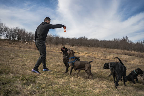 Dog playing with a young man Toy, Adult, American Pit Bull Terrier, Animal Harness, Animal Muscle pit bull power stock pictures, royalty-free photos & images