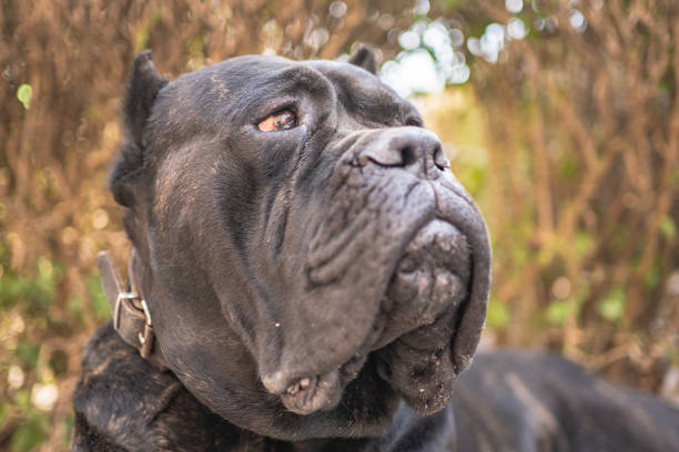istock Dog breed Italian course dog 1208869779