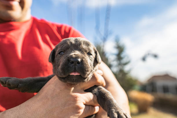 istock Beautiful young puppy italian mastiff cane corso 1208869876