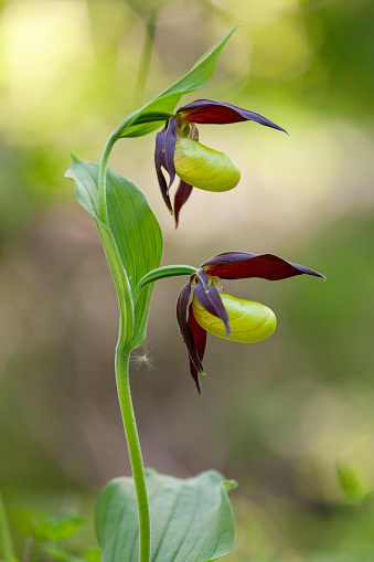 Close shot of a lady‘s slipper orchid.
