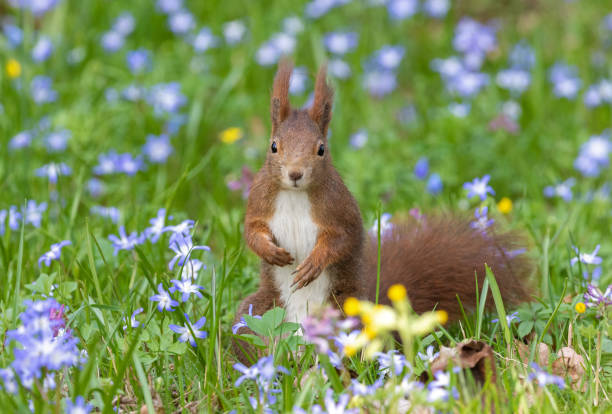 esquilo vermelho eurasiano - curious squirrel - fotografias e filmes do acervo