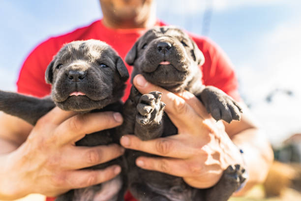istock Beautiful young puppy italian mastiff cane corso 1208869993
