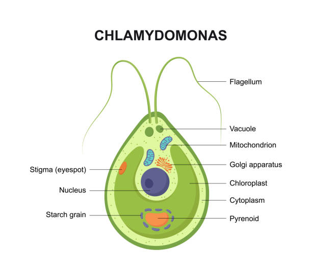 Vector cross section of a Chlamydomonas. The structure of the algae cell. Vector cross section of a Chlamydomonas. The structure of the algae cell. chlamydomonas stock illustrations