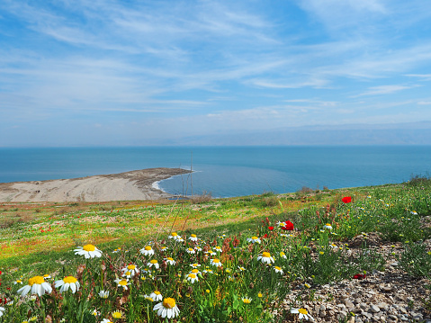 After heavy rains, the shore of the Dead Sea was covered with red, white, yellow and purple flowers. Beautiful landscape of blooming coast.