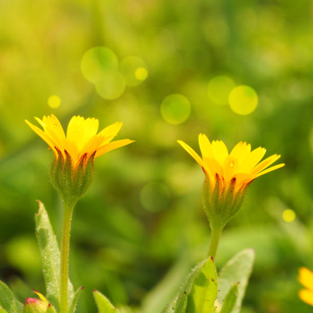 istock Beautiful calendula arvensis on a bright green blurry background 1208870430