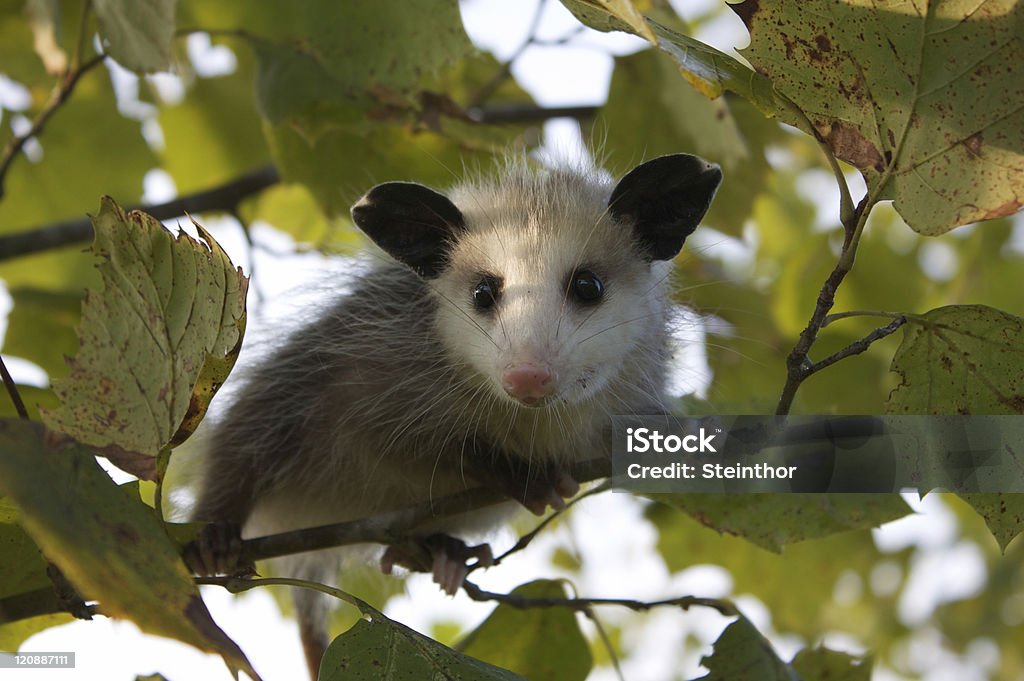 Opossum de Bebé - Royalty-free Opossum Foto de stock