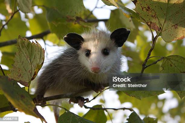 Opossum De Bebé - Fotografias de stock e mais imagens de Opossum - Opossum, Animal, Folha