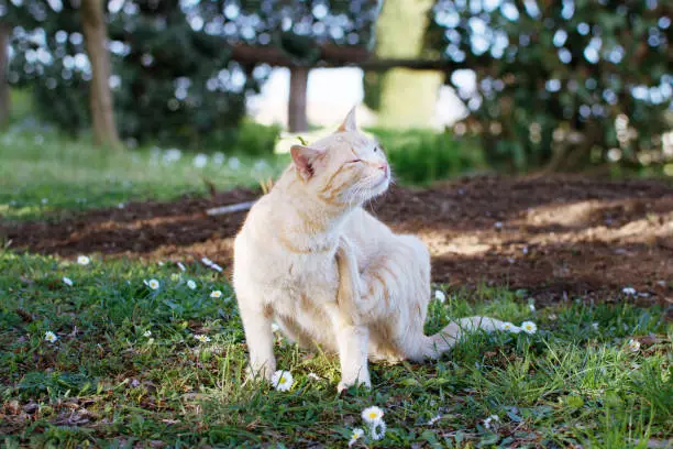 cat scratching an itch. outdoors shot.