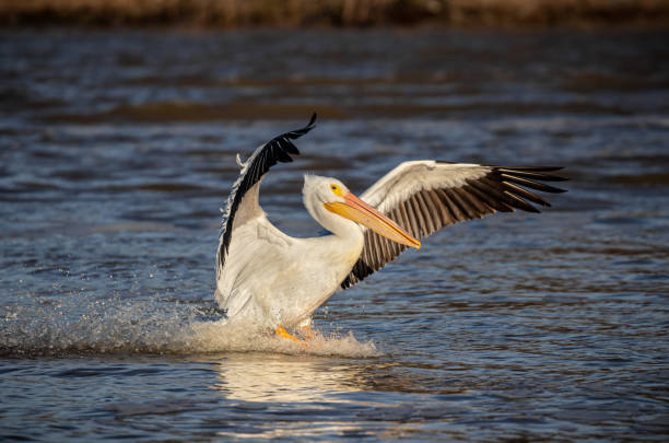 amercian white pelican landing - pelican landing imagens e fotografias de stock