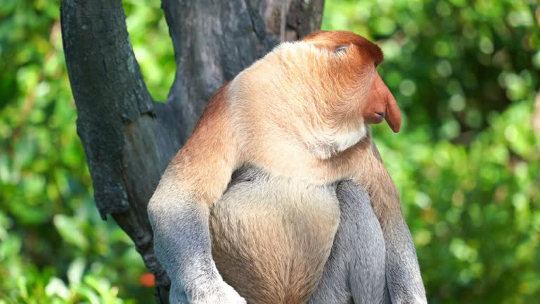 Proboscis Monkey Stock Videos and Royalty-Free Footage - iStock Proboscis Monkey Stock Videos and Royalty-Free Footage - iStock