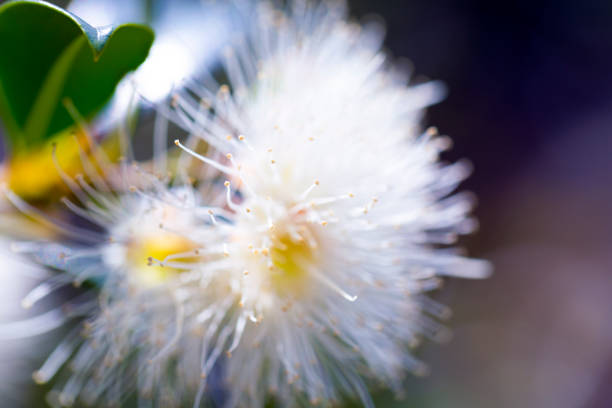 istock Macro white floffy flower, Lilly Pilly Syzugium, beautiful nature background with copy space 1208875636