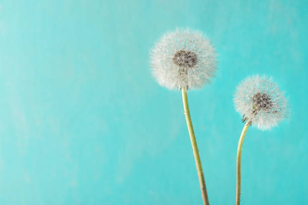 istock Dandelion flowers with dew drops on blue background. Soft focus 1208877277
