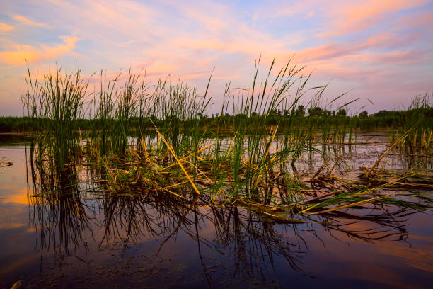 istock Cane in lake on evening sky background 1208877346