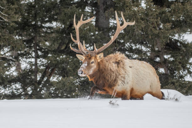 istock Bull elk looking for grass under deep snow in subzero temperature in Yellowstone 1208878408