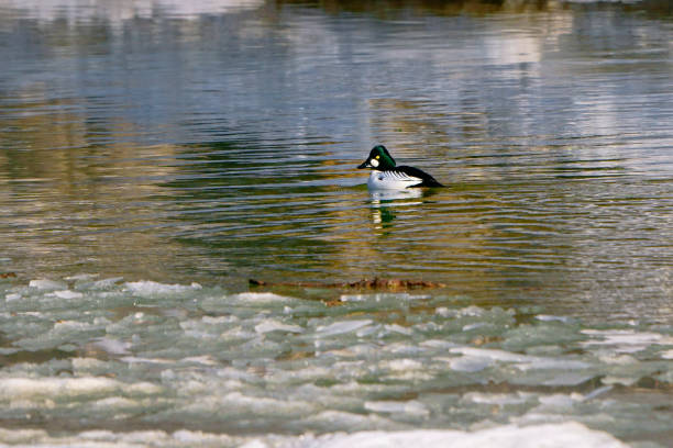 Common goldeneye duck, male bird, with iridescent green head, overwinters in icy water of Humber River, Toronto, Ontario, Canada