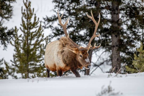 istock Majestic Bull elk walking toward camera and looking for grass under deep snow in subzero temperature in Yellowstone 1208878685