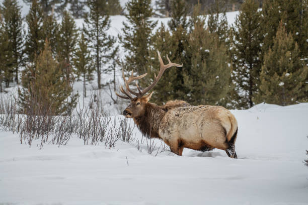 istock Majestic Bull elk looking around in deep snow in subzero temperature in Yellowstone 1208879841