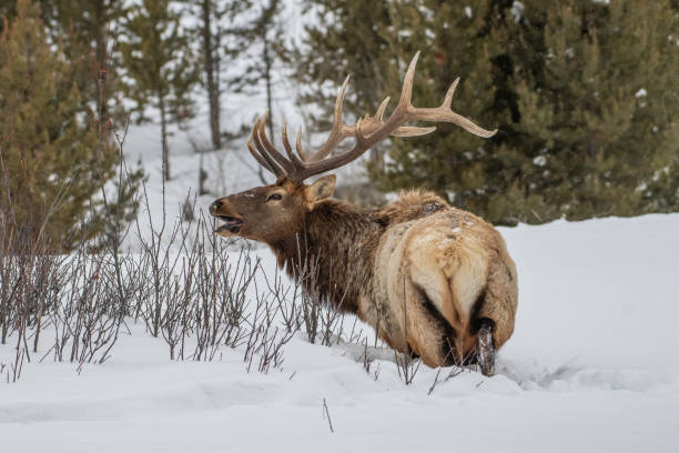 istock Bull elk looking for grass under deep snow in subzero temperature in Yellowstone 1208880470