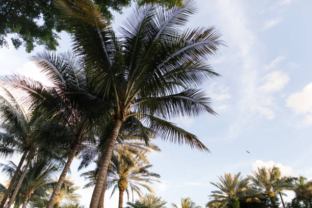 istock Palm Trees on Palm Beach, Florida 1208880486