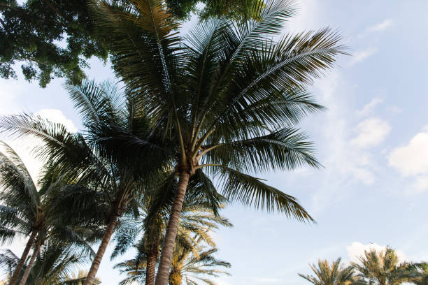 istock Palm Trees on Palm Beach, Florida 1208880792