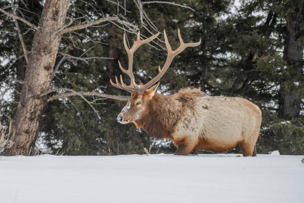 istock Side view of heavy Bull elk looking for grass under deep snow in subzero temperature in Yellowstone 1208880966