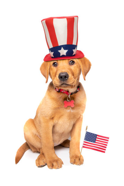 istock Patriotic Red Fox Labrador Puppy 1208883505