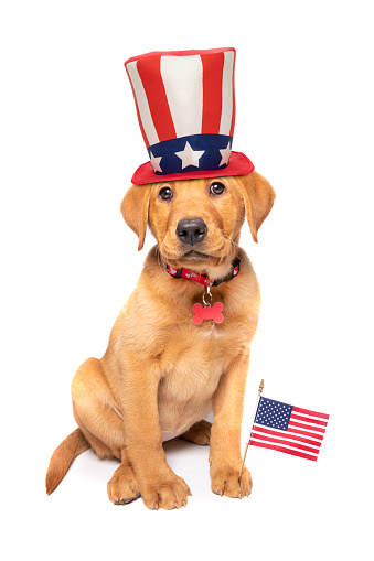 A beautiful 10 week old Red Fox Puppy isolated on a white background dressed in a patriotic hat and holding an American flag.
