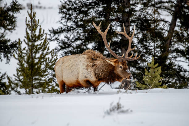 istock Front and side view of Bull elk looking for grass under deep snow in subzero temperature in Yellowstone 1208883624