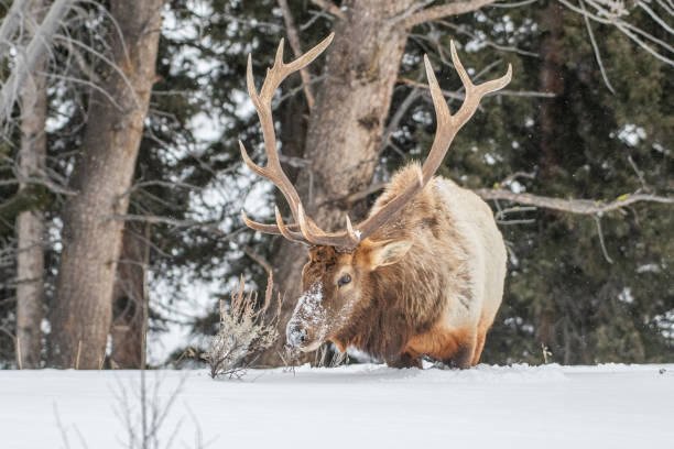 istock Bull elk with huge antlers looking for grass under deep snow in subzero temperature in Yellowstone 1208883810