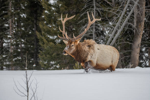 istock Protected huge Bull elk looking for grass under deep snow in subzero temperature in Yellowstone 1208885142