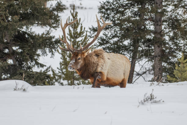 istock Walking forward is a large Bull elk looking for grass under deep snow in subzero temperature in Yellowstone 1208885269