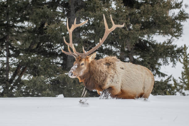istock Bull elk walking through deep snow, looking for grass under deep snow in subzero temperature in Yellowstone 1208885393