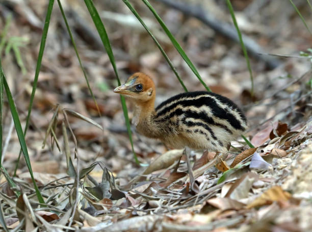 istock Chick of a Southern Cassowary (Casuarius casuarius) 1208885544