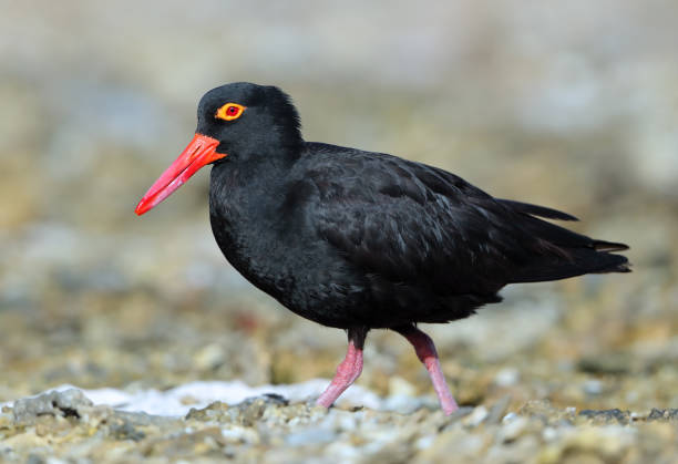 istock Sooty Oystercatcher (Haematopus fuliginosus) 1208886947