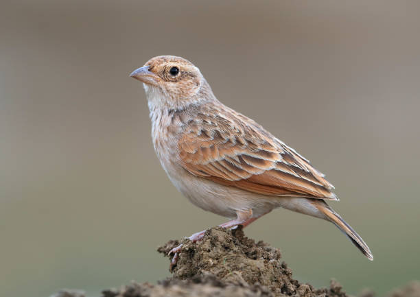 istock Adult Horsfield's Bush Lark (Miramar javanica) 1208887059